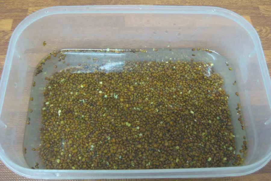 Chuẩn bị hạt giống và rổ nhựa có lỗ thoát nước