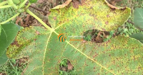 Đốm màu cam đỏ giống gỉ sắt trên lá cây sung Mỹ do nấm Pucciniaceae