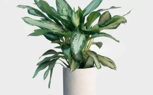 Bụi cây ngân hậu xanh tốt với đốm trắng