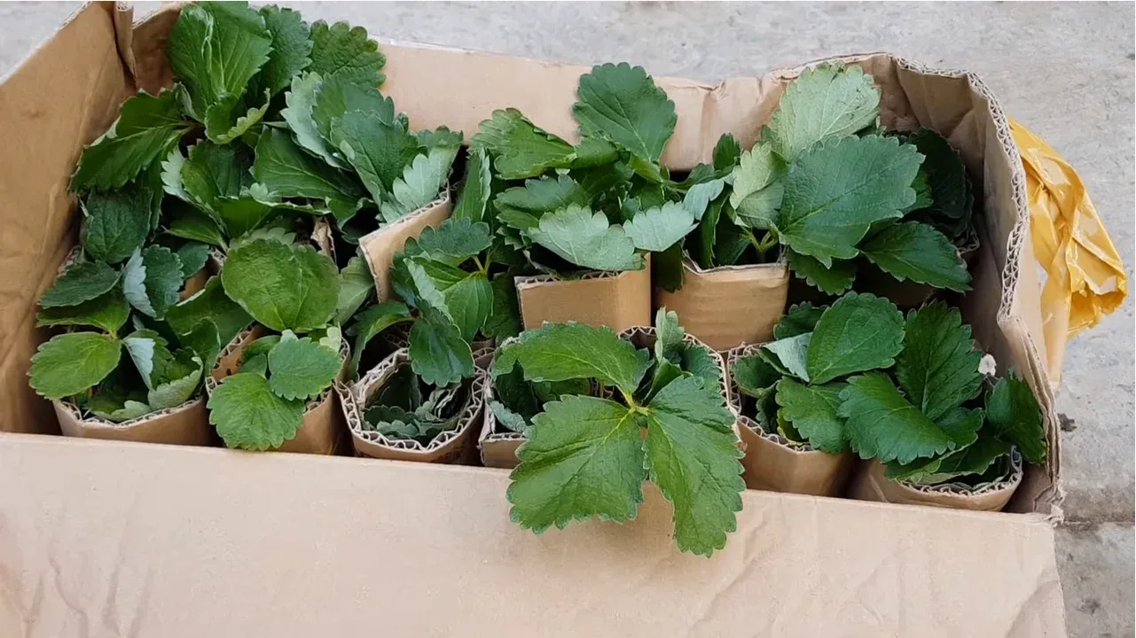 Ngó dâu tây khỏe mạnh với lá xanh và rễ trắng