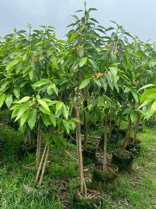 Cây ngọc lan vàng đang nhiều nụ và hoa tại vườn