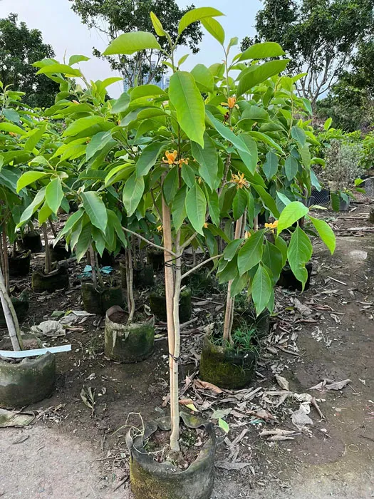 Cây ngọc lan vàng dáng tree cao 1m6