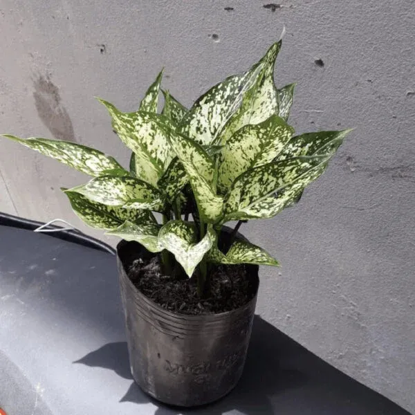 Chậu cây ngọc ngân trắng xanh tinh khôi