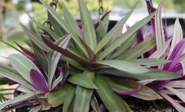 Cây ngọc trai mặt lá tím đỏ rực rỡ