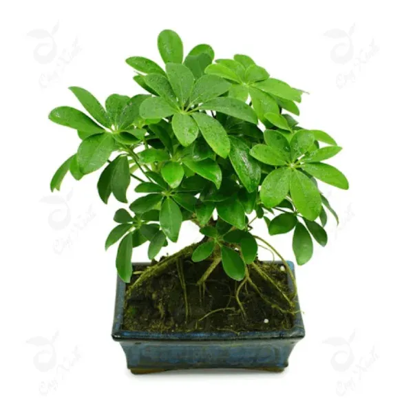 Cây ngũ gia bì lá xanh mướt mọc xòe chân vịt