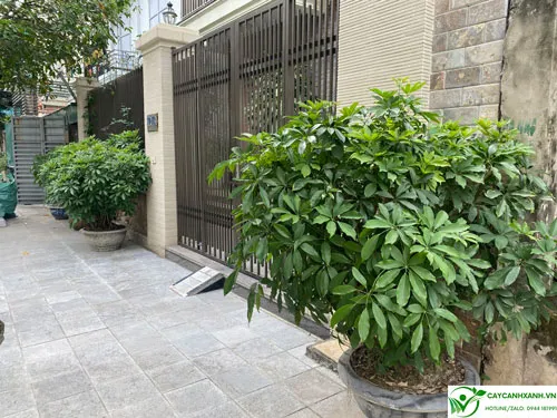 Ngũ gia bì trồng trước cửa nhà đuổi côn trùng