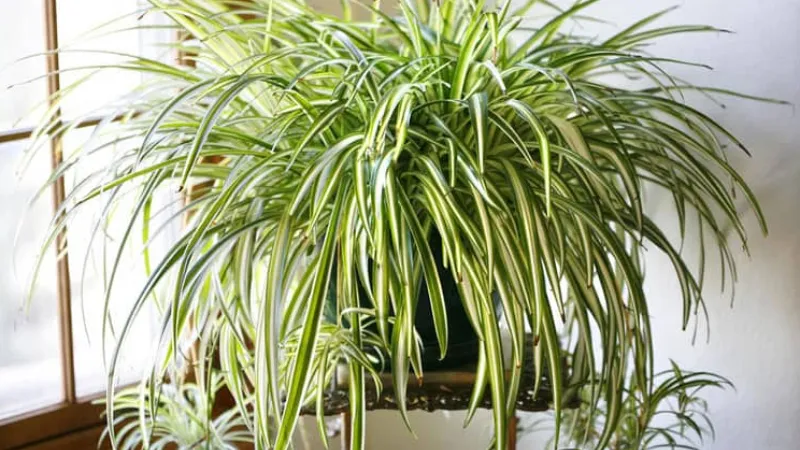 Cây Dây Nhện có lá mọc xòe như mạng nhện