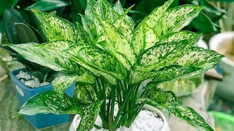 Cây Ngọc Ngân có lá xòe rộng