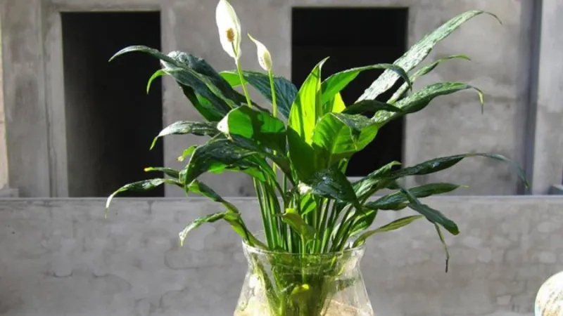 Cây Lan Ý còn có tên gọi khác là cây Bạch Môn