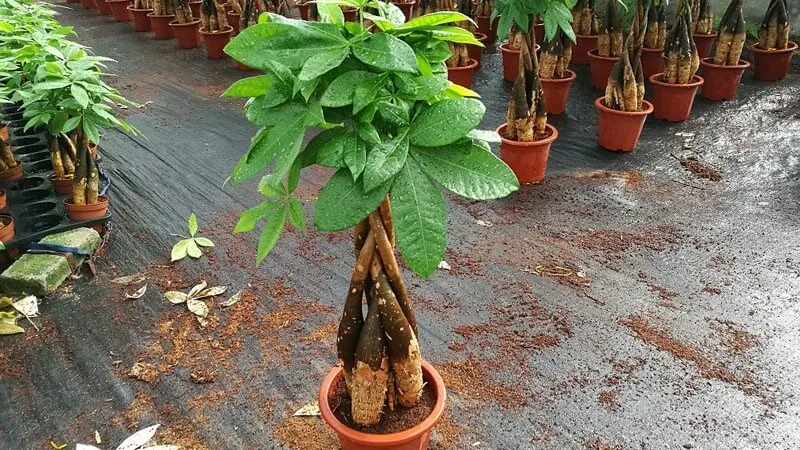 Cây Kim Ngân có thân được uốn thành bím