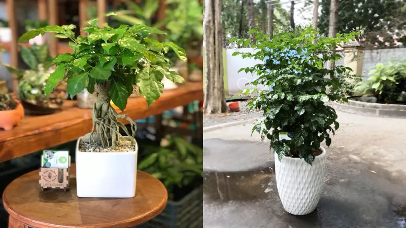 Cây Hạnh Phúc có thể phát triển đến 3m