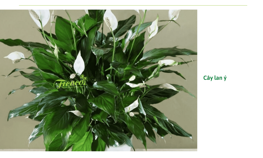 cay-lan-y