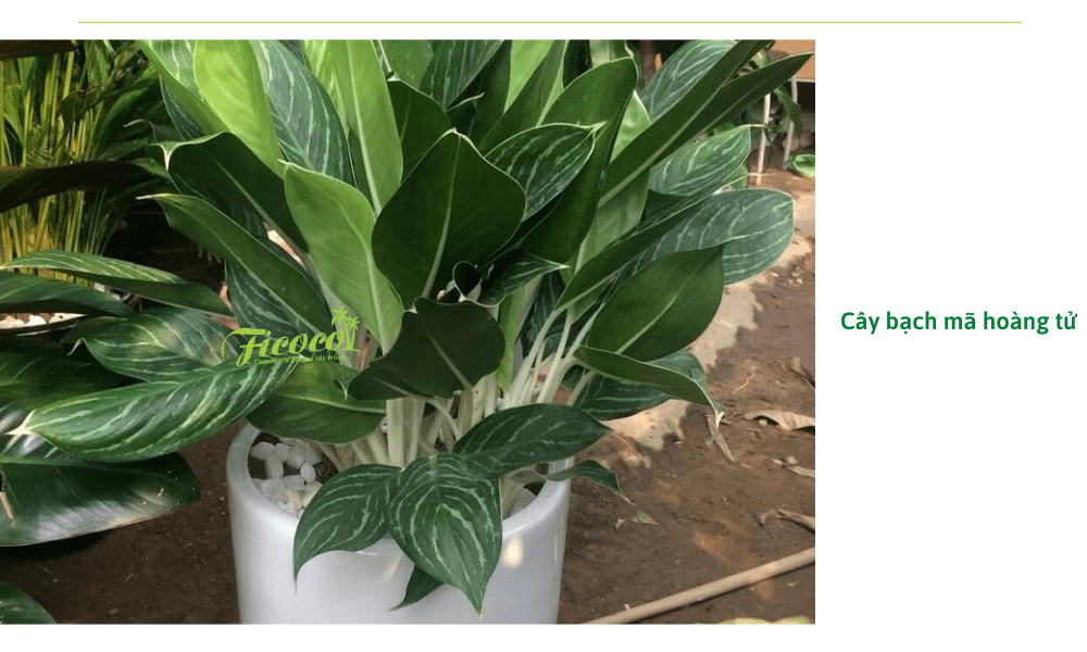 cay-bach-ma-hoang-tu