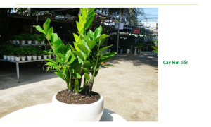 Người mệnh thủy hợp cây gì? Top 10 giống cây hợp phong thủy