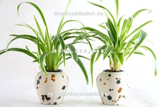 nguoi-menh-thuy-nen-trong-loai-cay-xanh-gi-trong-nha-1