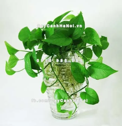 nguoi-menh-thuy-nen-trong-loai-cay-xanh-gi-trong-nha-2