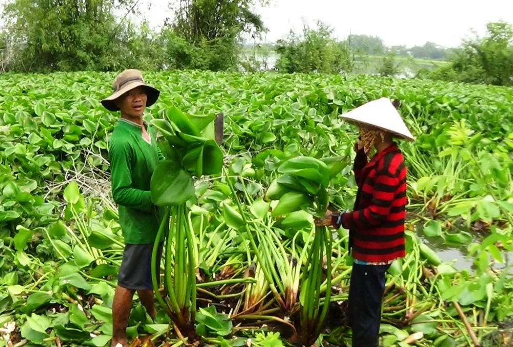 Lục bình là nguyên liệu hữu ích để sản xuất phân hữu cơ.