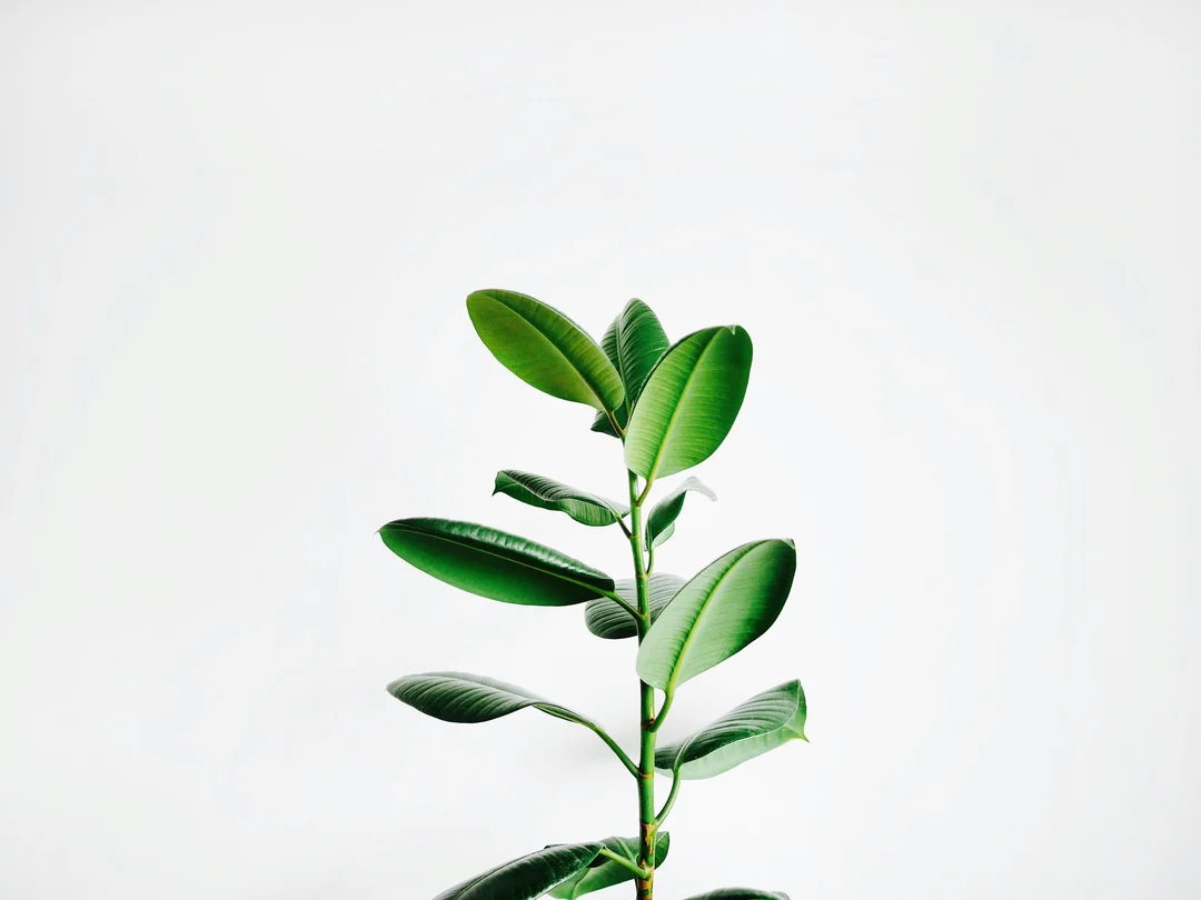 Kiểm tra cây trồng người nông dân kiểm tra cây trồng