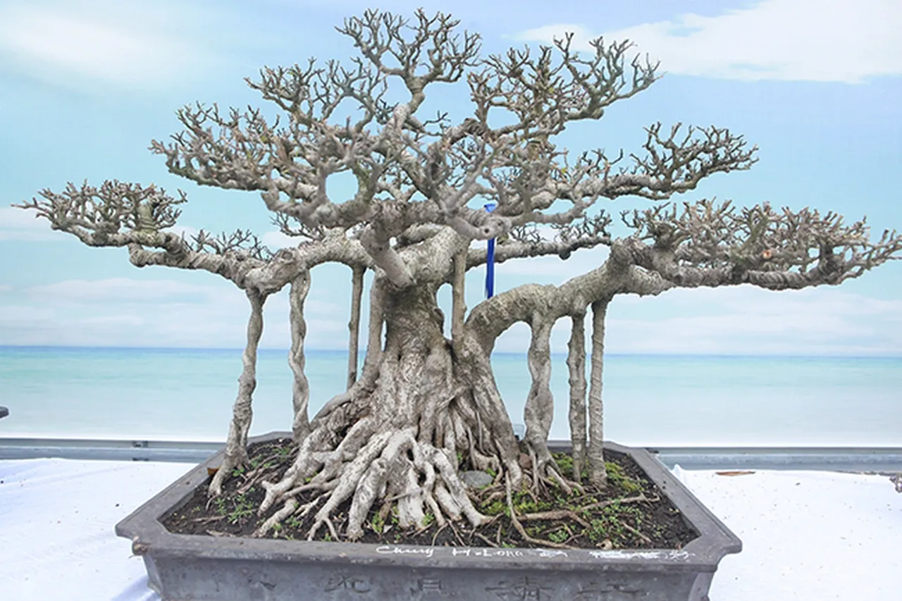 Giao dịch sôi động tại các triển lãm cho thấy sức hút không bao giờ hạ nhiệt của dòng cây sanh