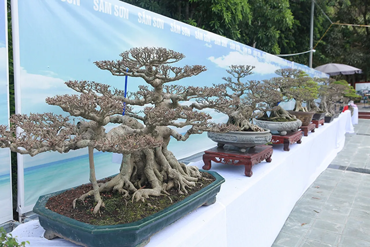 Giá trị của những tác phẩm sanh bonsai này nằm ở sự kết hợp giữa bàn tay con người và quy luật tự nhiên