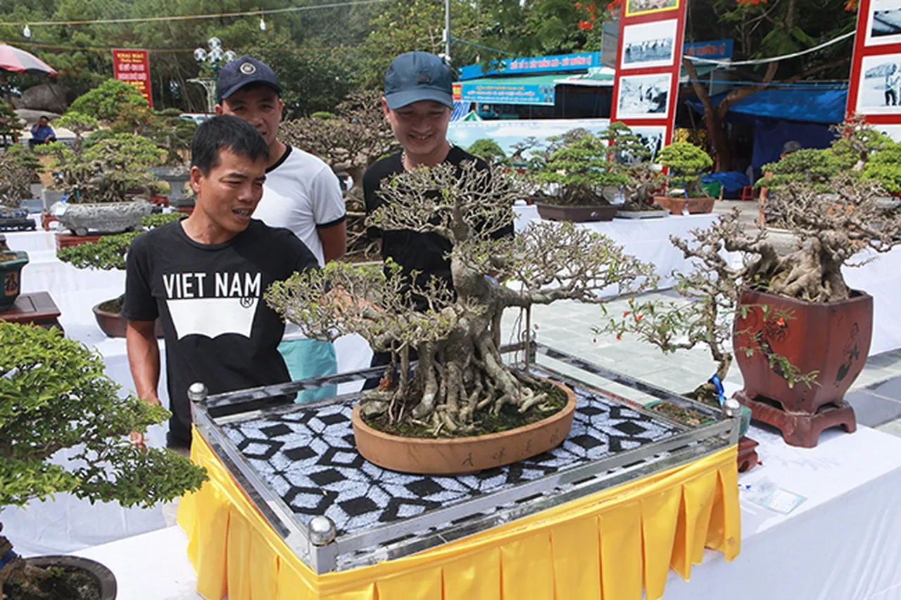 Một mẫu cay sanh bon sai dep mini với độ hoàn thiện cực cao về tay cành và bệ rễ