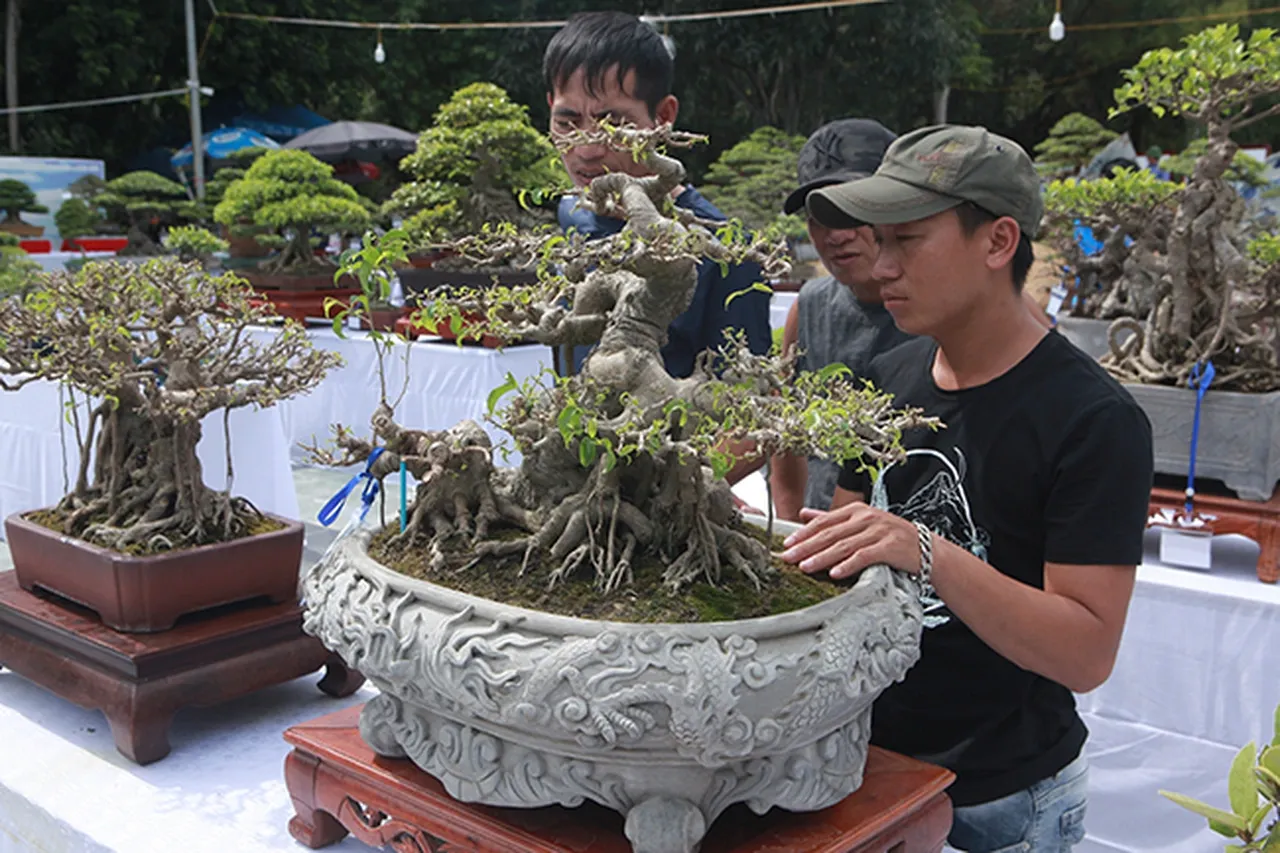 Chi tiết thân cây sanh bonsai già cỗi với những vết cắt giật đã liền sẹo hoàn hảo