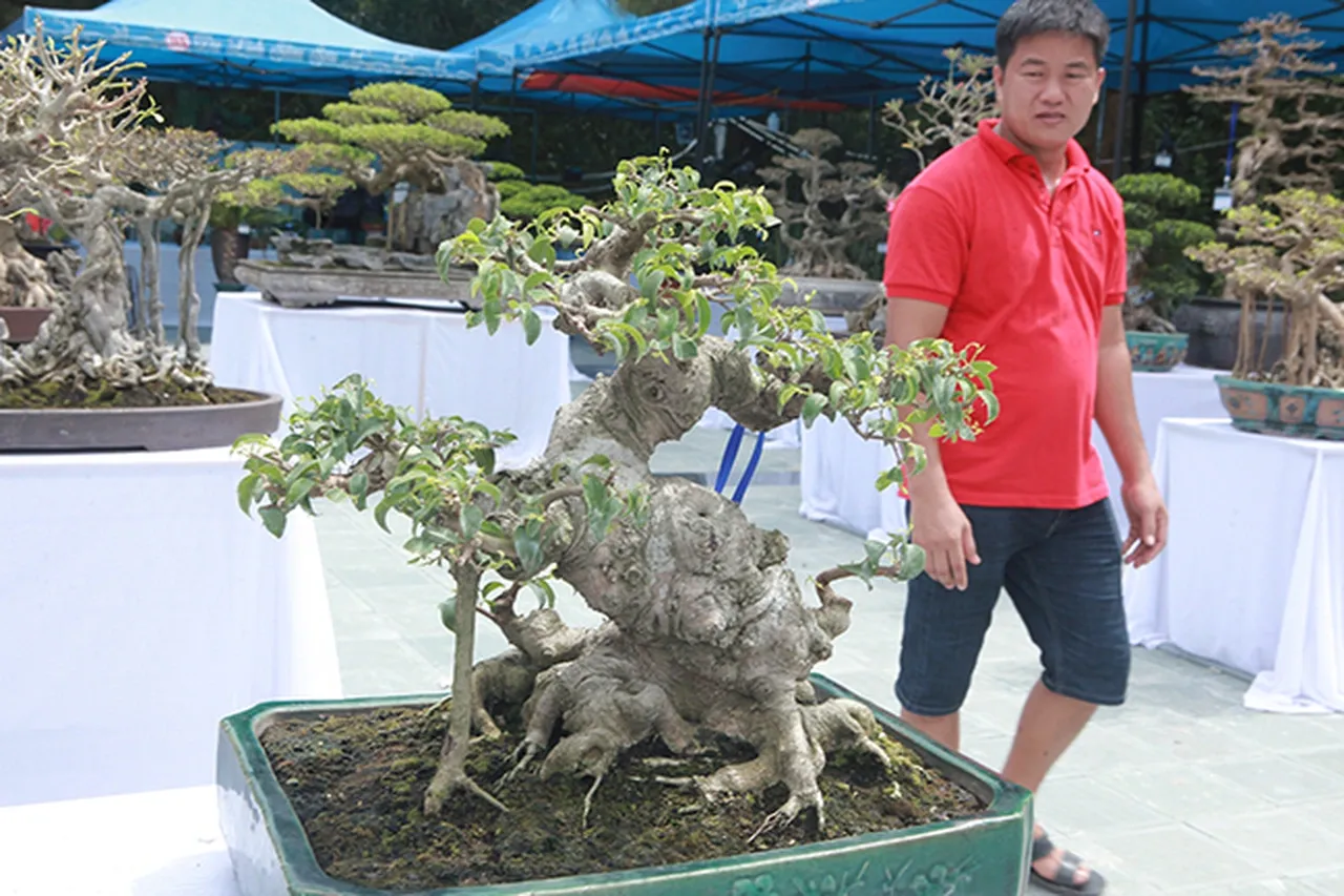 Cây sanh bonsai càng già càng mang vẻ đẹp cổ kính và có giá trị kinh tế bền vững theo thời gian