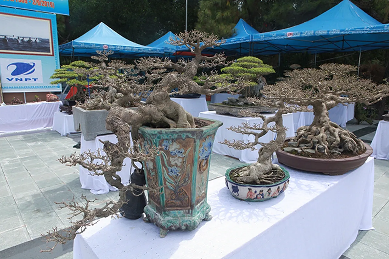 Tầm nhìn dài hạn là yếu tố giúp giá trị cây sanh tăng vọt từ vài triệu lên hàng trăm triệu đồng