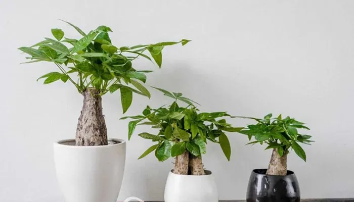 Nguồn gốc và đặc điểm của cây kim ngân giúp người trồng dễ dàng nhận biết