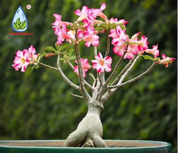 Cây Ngũ Gia Bì Có Hoa Không? Đặc Điểm, Ý Nghĩa và Cách Chăm Sóc Giúp Cây Ra Hoa Đẹp