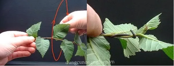 Sơ đồ kỹ thuật quấn dây nhôm uốn cây cảnh theo góc độ tiêu chuẩn