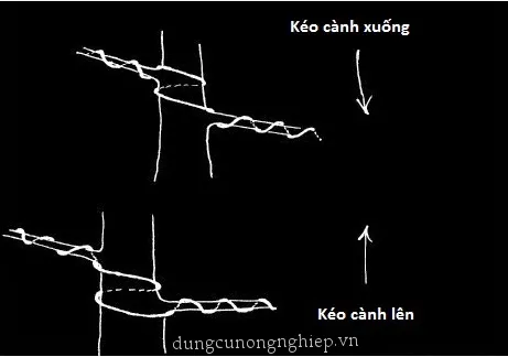 Hướng dẫn cách cố định dây nhôm khi quấn hai cành bonsai cạnh nhau