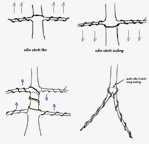 Kỹ thuật quấn dây đôi song song giúp tăng lực uốn cho cành cứng