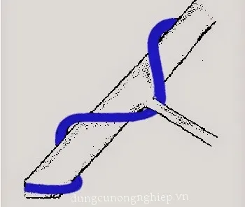 Cách vòng dây nhôm vòng qua cành phụ để tránh làm tổn thương chi nhỏ