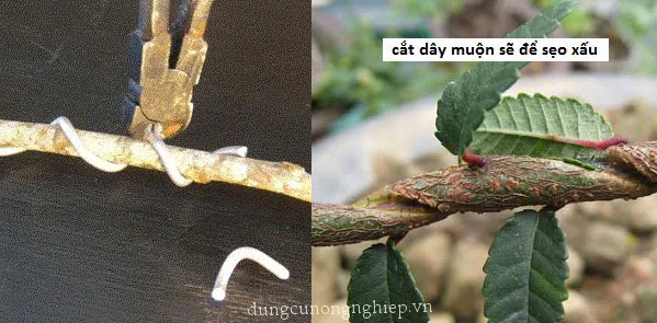 Sử dụng kìm chuyên dụng để tháo dây nhôm tránh gây trầy xước vỏ