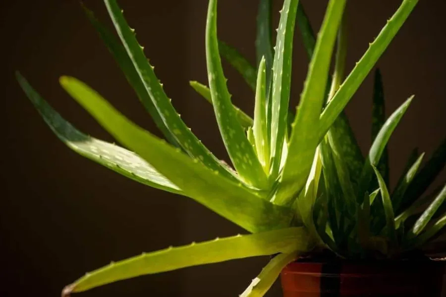 Nha đam trong phòng tắm