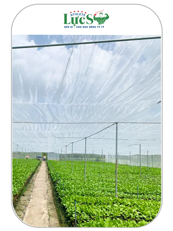 nhà lưới trồng rau 2