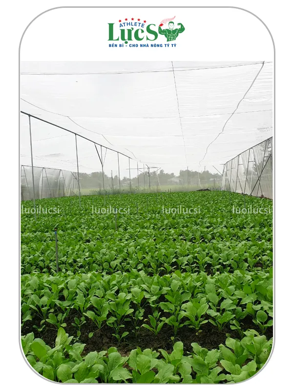 nhà lưới trồng rau 5