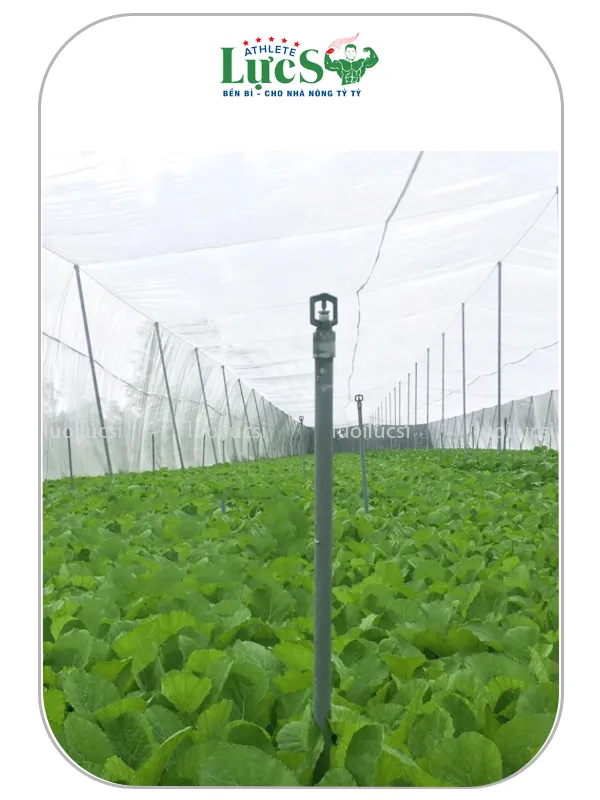nhà lưới trồng rau 6