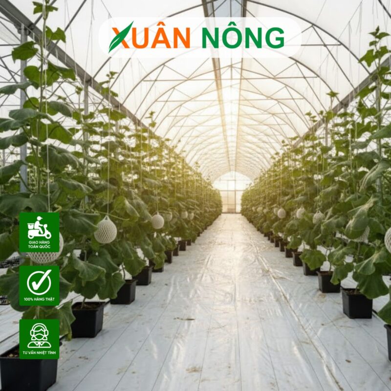 Hướng Dẫn Chi Tiết Kỹ Thuật Trồng Cây Dưa Lưới Tại Nhà Từ A-Z