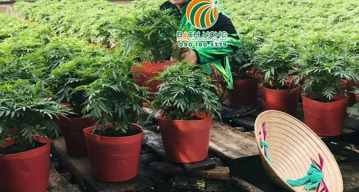 Nhà vườn sử dụng chậu nhựa mầm màu đỏ trồng cúc vạn thọ