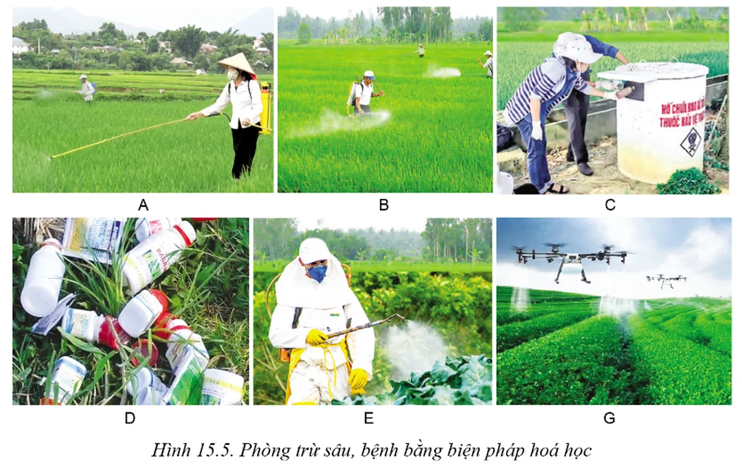 Nhận diện và phòng trừ sâu hại cây trồng