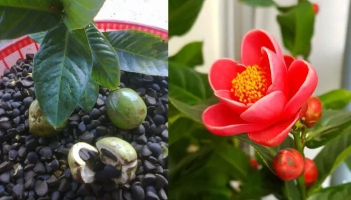 Nhân giống hoa hải đường bằng hạt