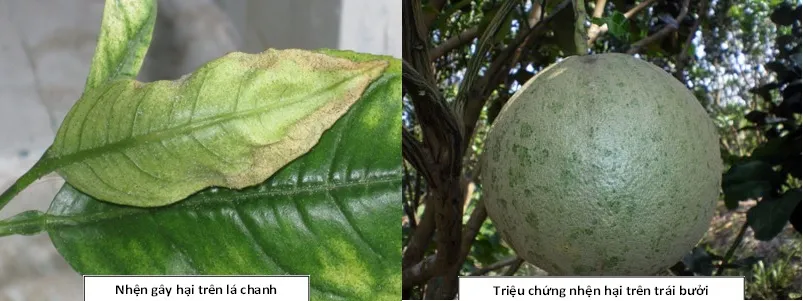 Nhện đỏ bám trên bề mặt lá