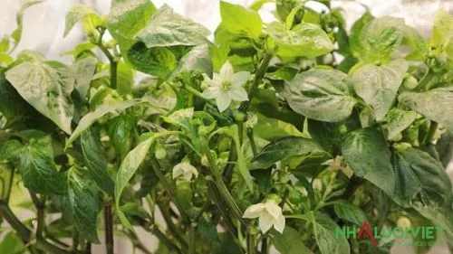 Nhiệt độ khắc nghiệt có thể ảnh hưởng đến đậu quả ở ớt