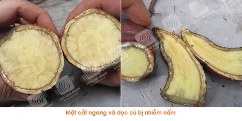 Nhu mô vỏ củ khoai lang bị hóa nâu do nhiễm bệnh