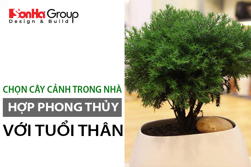 Những Cây Không Nên Trồng Trước Nhà Theo Phong Thủy Và Thực Tế