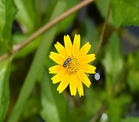 Nhận biết cây sài đất chuẩn giúp tối ưu hóa dược tính khi sử dụng