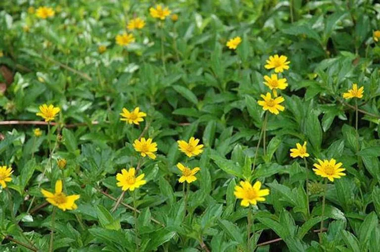 Cần quan sát kỹ cấu tạo lá và hoa để áp dụng cách trồng cây sài đất chính xác nhất