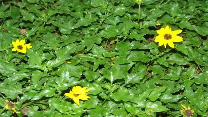 Sau khi thực hiện cách trồng cây sài đất, cây sẽ nhanh chóng phủ xanh mặt đất